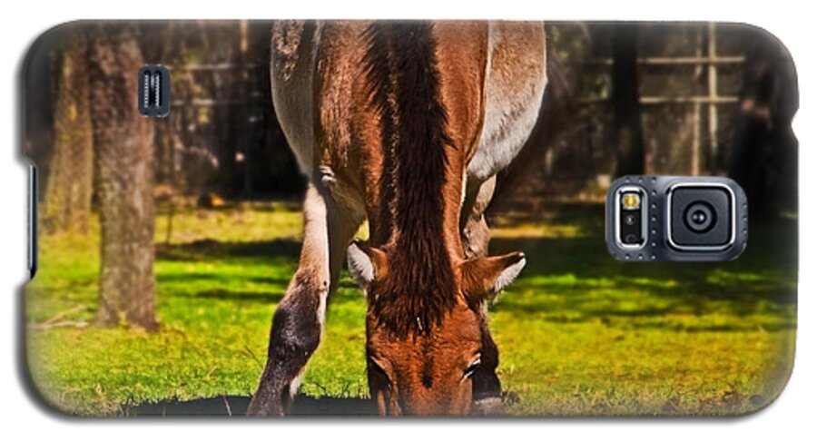 #przewalski's Horse Galaxy S5 Case featuring the photograph Grazing with an attitude by Miroslava Jurcik