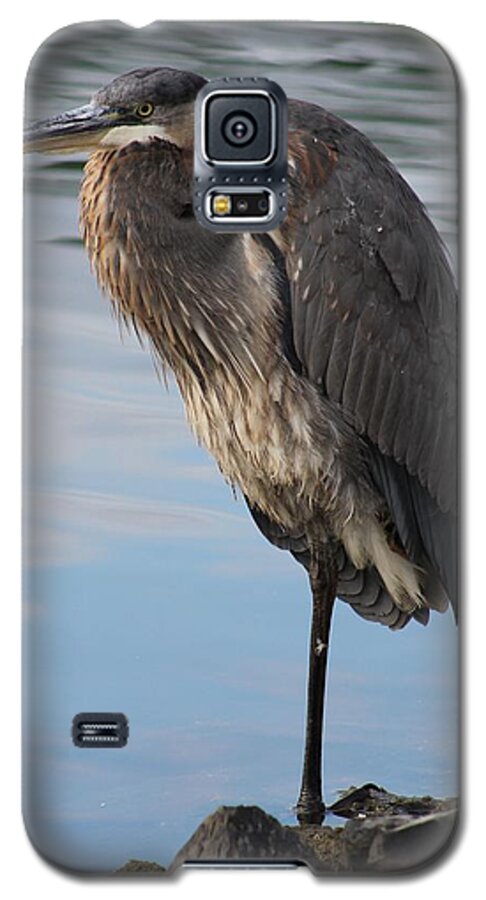 Ornithology Galaxy S5 Case featuring the photograph Great Blue Heron at Deep Water Lagoon by Robert Banach