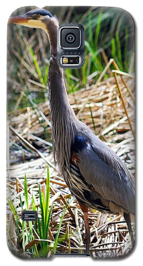 Great Blue Heron Galaxy S5 Case featuring the photograph Great Blue Heron Standing Tall by Terry Elniski