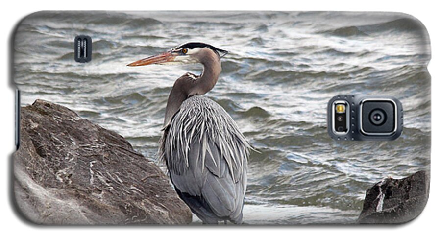 Great Blue Heron Galaxy S5 Case featuring the photograph Great Blue Heron by Trina Ansel