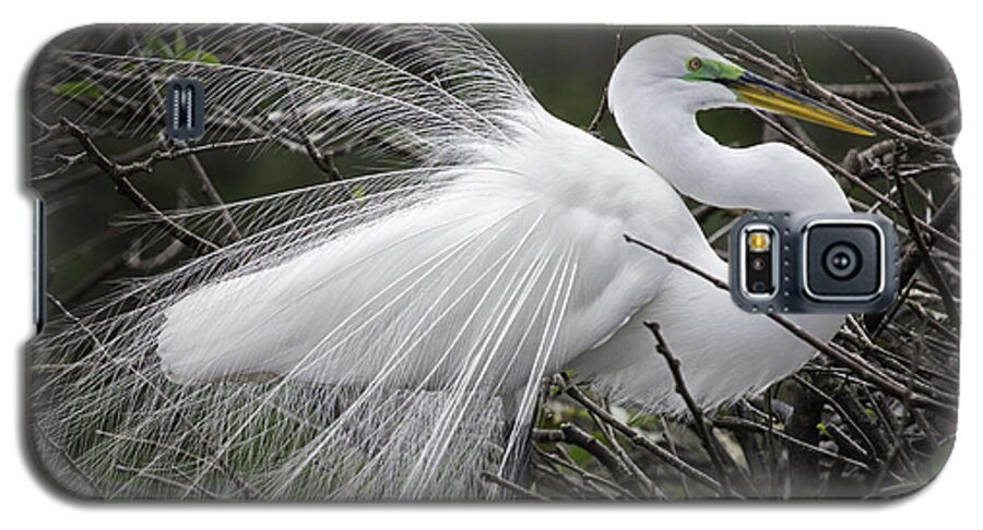 Florida Galaxy S5 Case featuring the photograph Great Egret Preening by Fran Gallogly
