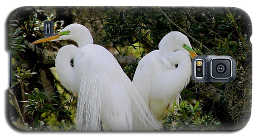 Great White Egrets Galaxy S5 Case featuring the photograph Great White Egret Pair in Breeding Plumage by Jeanne Juhos