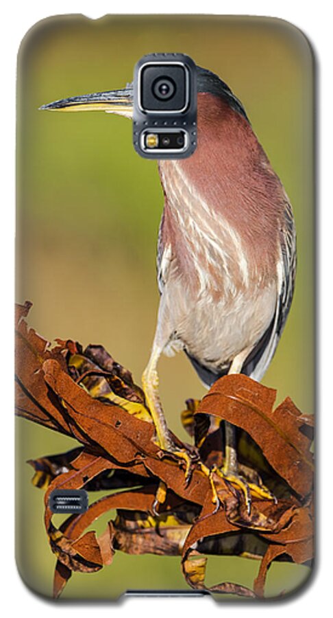 America Galaxy S5 Case featuring the photograph Green Heron by Andres Leon