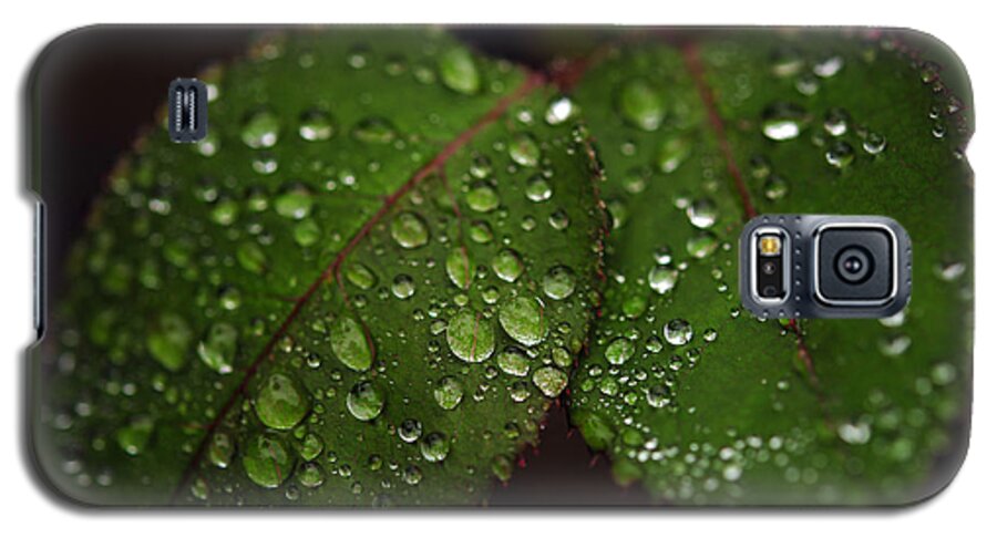  Leaves Galaxy S5 Case featuring the photograph Green Leaves by Dragan Kudjerski