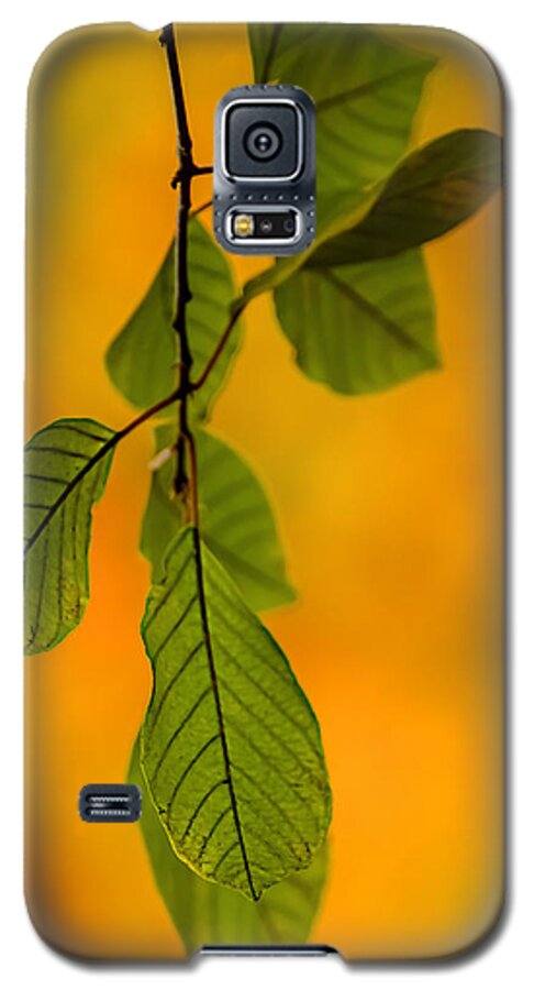 Nature Galaxy S5 Case featuring the photograph Green Leaves in Autumn by Robert Mitchell