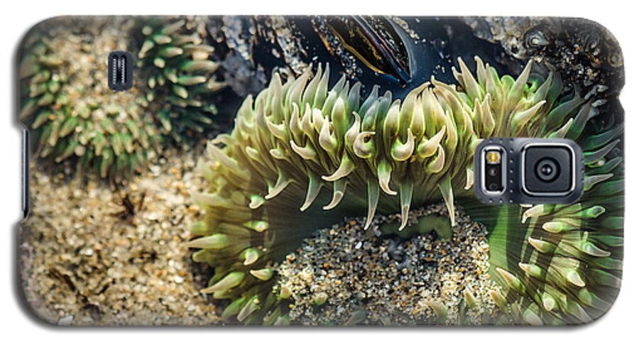 Anemone Galaxy S5 Case featuring the photograph Green Sea Anemone by Linda Villers