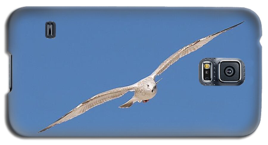 Sea Galaxy S5 Case featuring the photograph Gull in Flight - 2 by Christy Pooschke