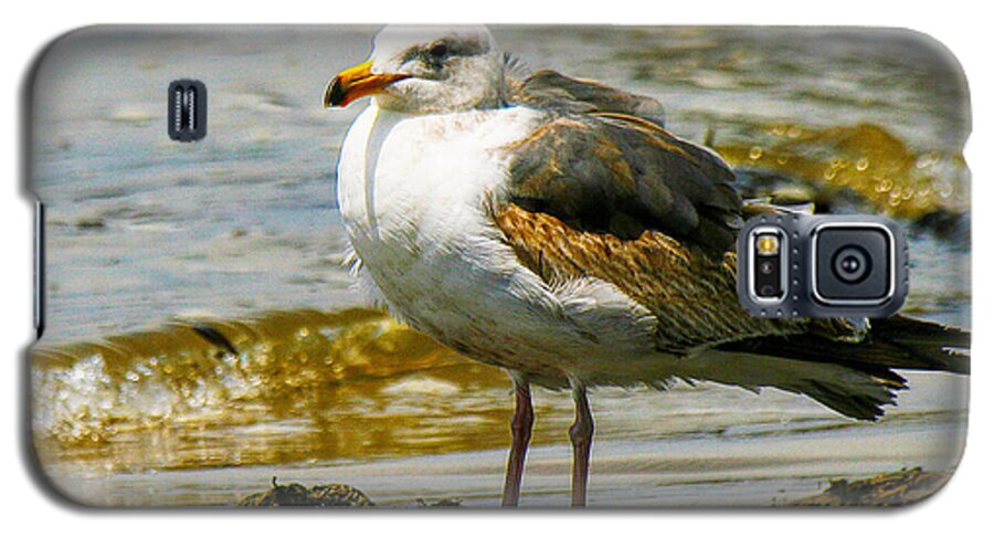 Seagull Galaxy S5 Case featuring the photograph Gull by Richard Lynch