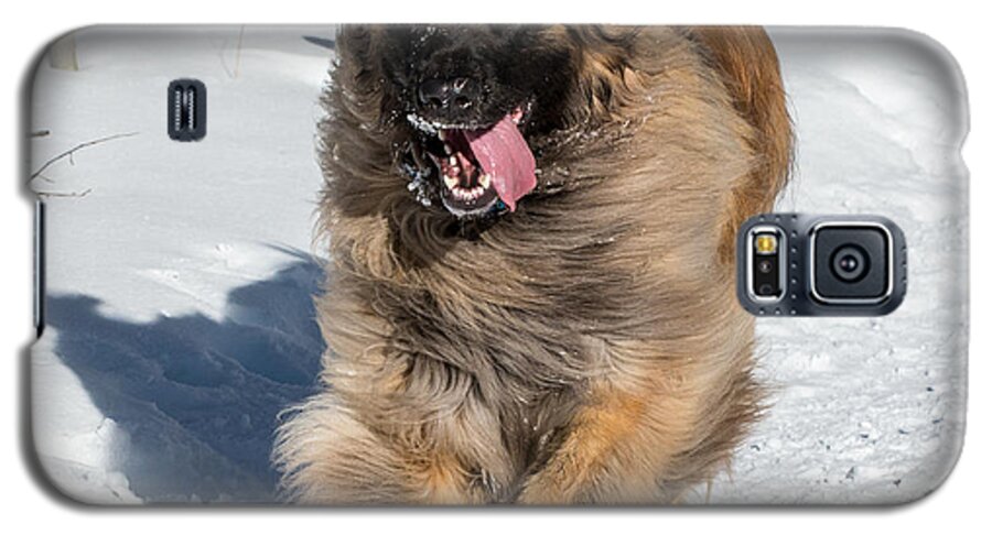 Leonberger Galaxy S5 Case featuring the photograph Happy Leonberger Winter Trail Running by Gary Whitton