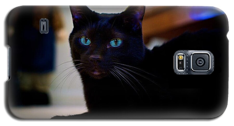 Havana Brown Cat Galaxy S5 Case featuring the photograph Havana Brown Cat by Frank J Casella