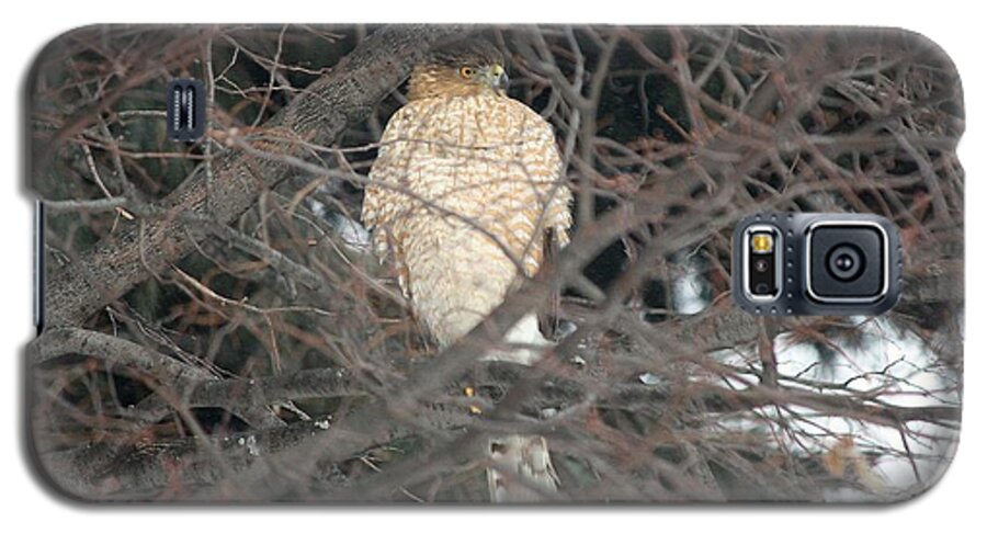 Hawk Galaxy S5 Case featuring the photograph Hawk in Winter Branches by Veronica Batterson