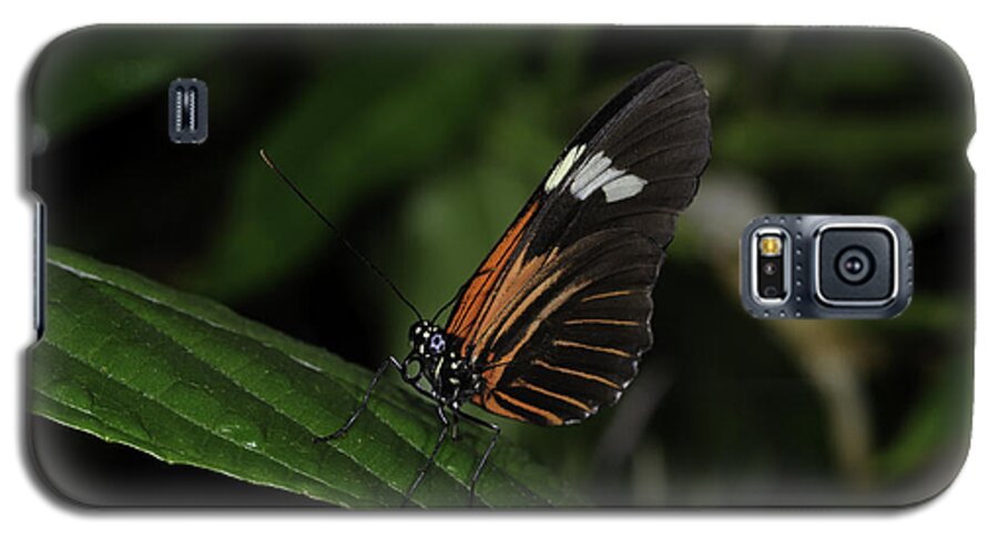 Butterflies Galaxy S5 Case featuring the photograph Heads Up by Donald Brown