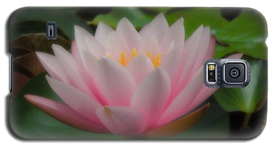 Water Lily Galaxy S5 Case featuring the photograph Heavenly Pink by Chad and Stacey Hall