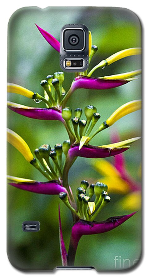 Heliconia Galaxy S5 Case featuring the photograph Heliconia subulata II by Heiko Koehrer-Wagner