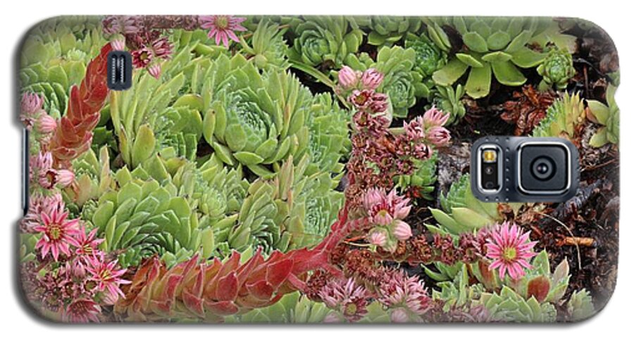 Hen And Chick Galaxy S5 Case featuring the photograph Hen and Chick in Bloom by Ann E Robson