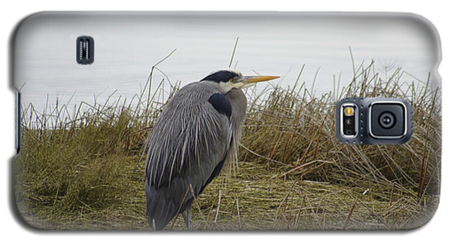 Great Blue Heron Galaxy S5 Case featuring the photograph Heron by Marilyn Wilson