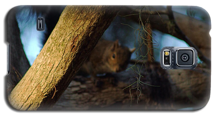 Squirrel Galaxy S5 Case featuring the photograph He's Watching You by Daniel Woodrum