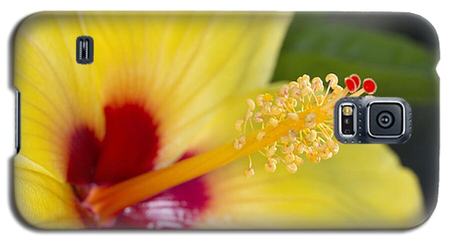 Yellow Galaxy S5 Case featuring the photograph Hibiscus macro by Robert Camp