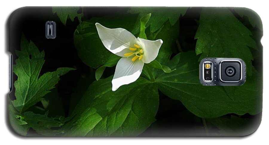 Flowers Galaxy S5 Case featuring the photograph Hidden Beauty Trillium by Charles Lucas
