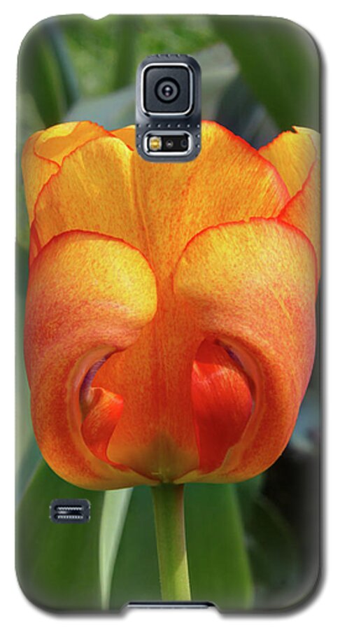 Tulip Galaxy S5 Case featuring the photograph Hide-n-Seek Tulip by Harold Rau