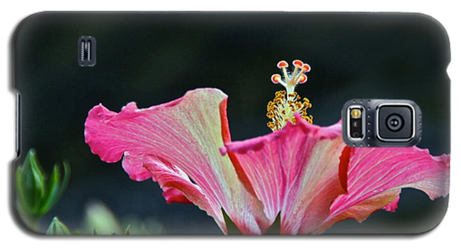 Red White Gold Green Hibiscus Blossom And Bud Galaxy S5 Case featuring the photograph High Speed Hibiscus Flower by Byron Varvarigos