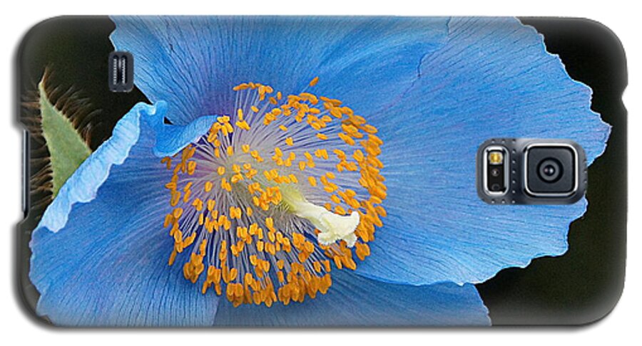 Himalayan Blue Poppy Galaxy S5 Case featuring the photograph Himalayan Gift -- Meconopsis Poppy by Byron Varvarigos