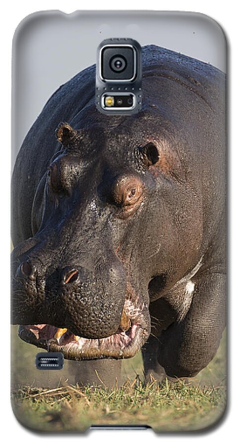 Vincent Grafhorst Galaxy S5 Case featuring the photograph Hippopotamus Bull Charging Botswana by Vincent Grafhorst