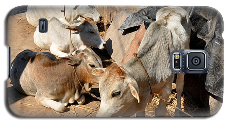 India Galaxy S5 Case featuring the photograph Holy Cows Odisha India by Diane Lent