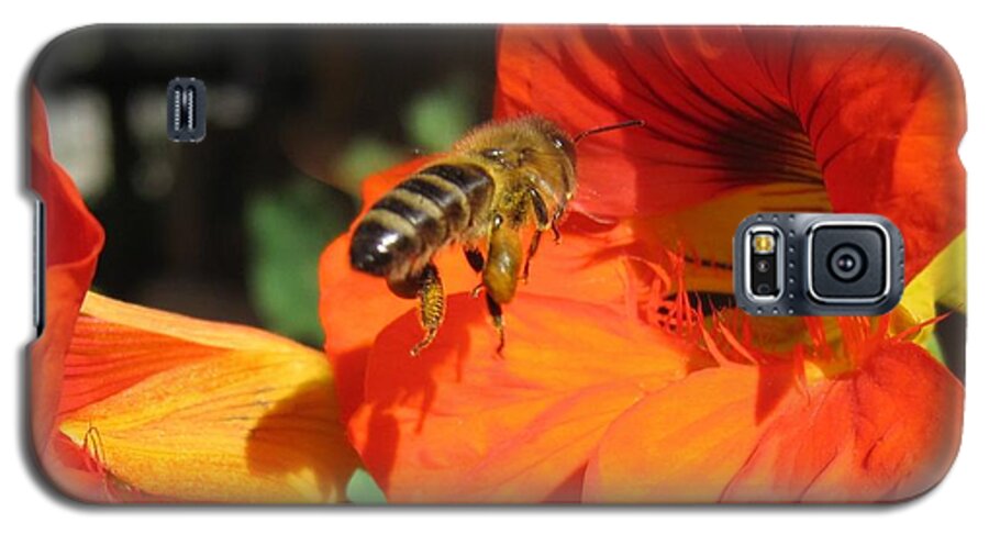 Honeybee Galaxy S5 Case featuring the photograph Honeybee Entering Nasturtium by Lucinda VanVleck