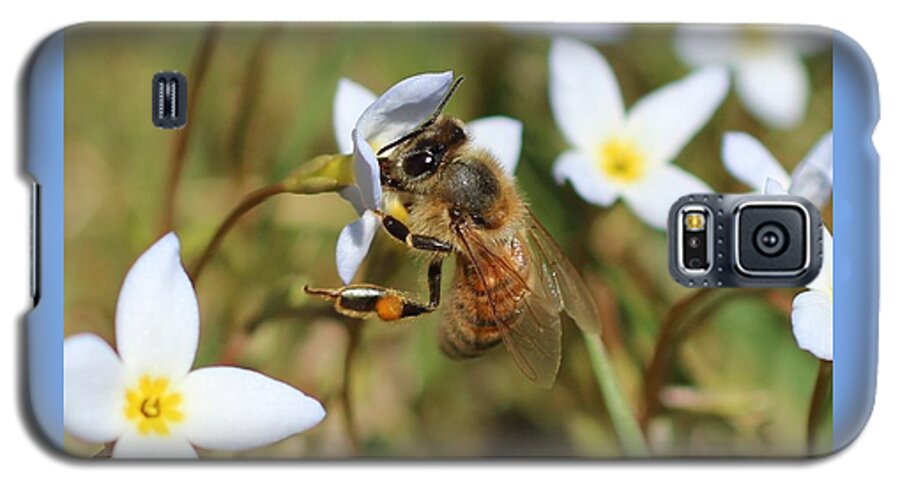 Honeybee Galaxy S5 Case featuring the photograph Honeybee on Bluet by Lucinda VanVleck