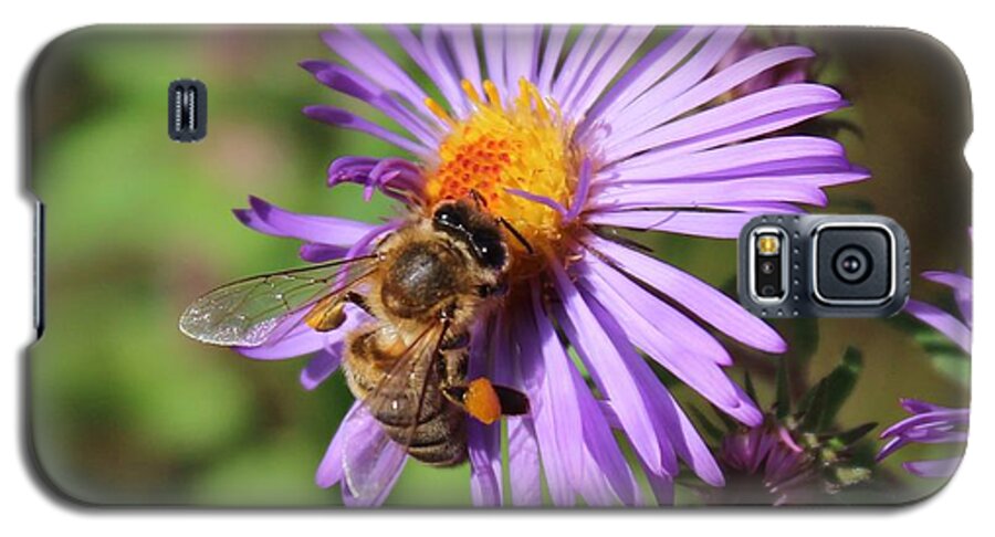 Honeybee Galaxy S5 Case featuring the photograph Honeybee on Purple Wild Aster by Lucinda VanVleck