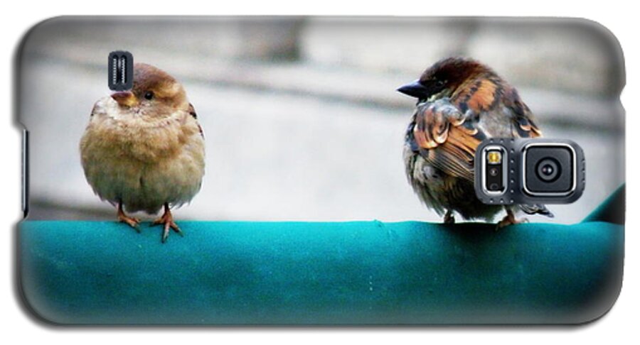 Sparrow Galaxy S5 Case featuring the photograph House Sparrows by Lainie Wrightson
