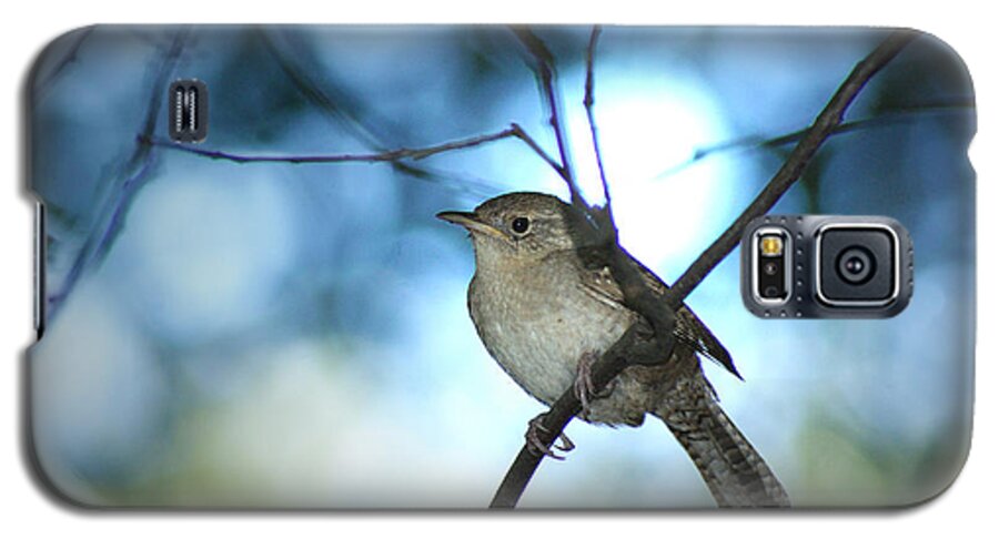 Birds Galaxy S5 Case featuring the photograph House Wren on Blue by Margie Avellino