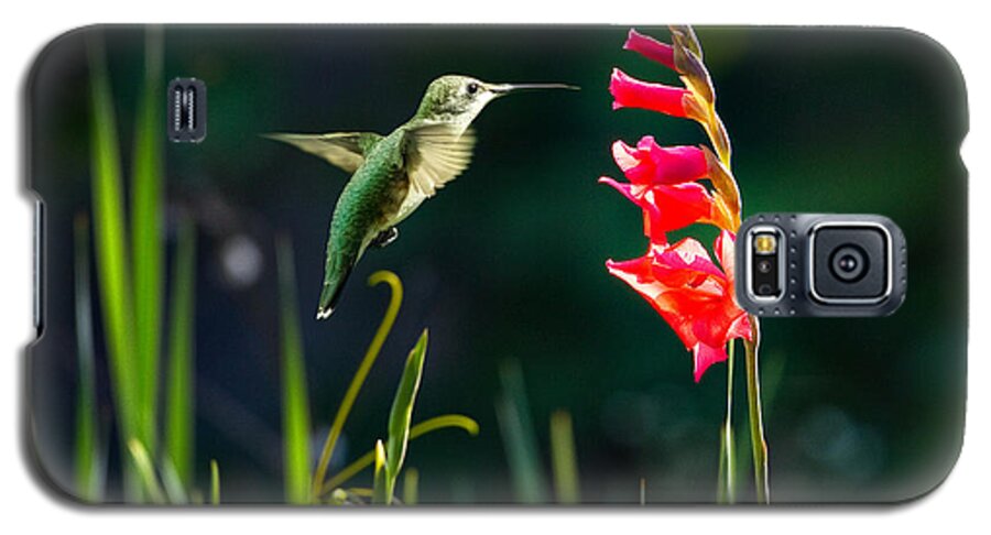 Hummingbird Galaxy S5 Case featuring the photograph Hummingbird 1 by Steven Llorca