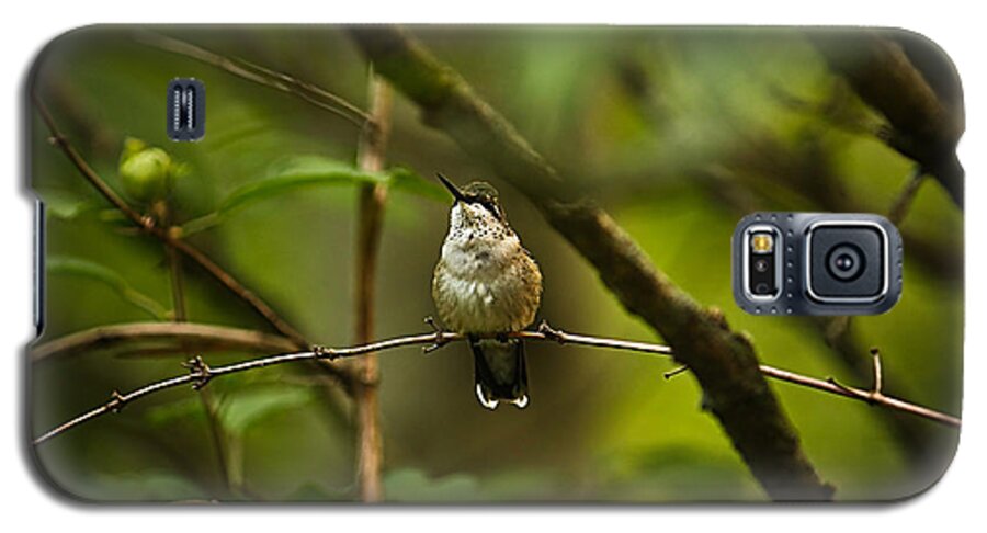 Hummingbird Galaxy S5 Case featuring the photograph Hummingbird 3 by Tammy Schneider