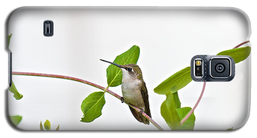 Birds Galaxy S5 Case featuring the photograph Hummingbird Hanging Out on the Honeysuckle by Kristin Hatt