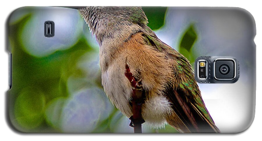 Hummingbird Galaxy S5 Case featuring the photograph Hummingbird on a Branch by Stephen Johnson