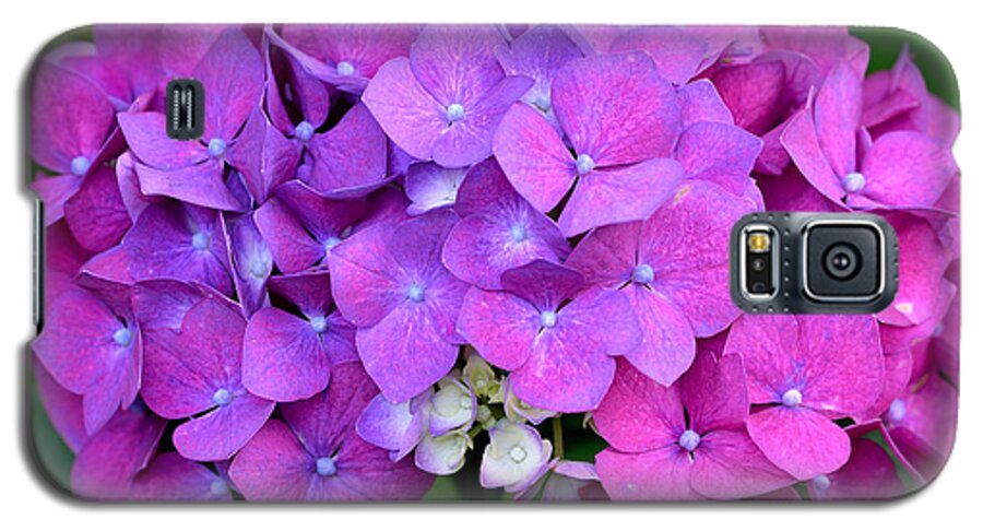 Hydrangea Galaxy S5 Case featuring the photograph Hydrangea by Kathy King