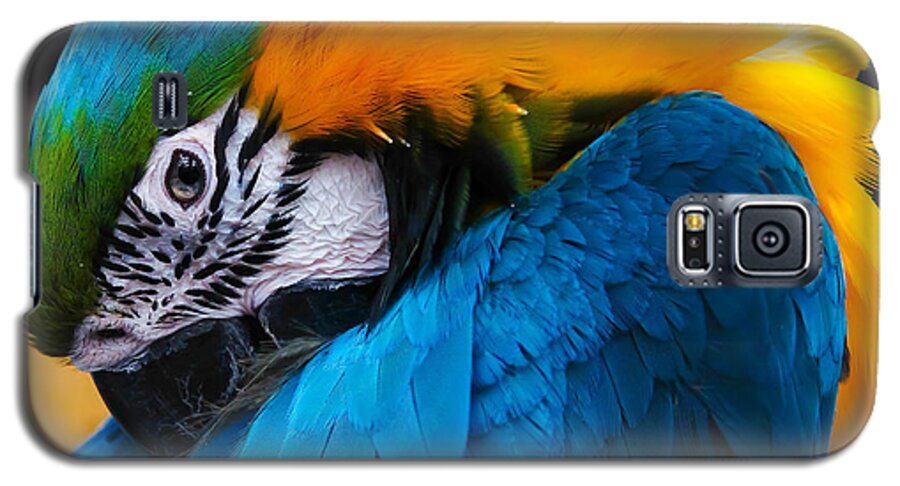 Macaw Galaxy S5 Case featuring the photograph I always feel like somebody's watching me by Robert L Jackson
