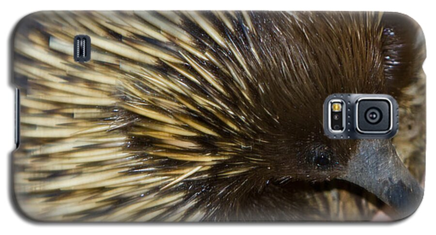 Echidna Galaxy S5 Case featuring the photograph I see some ants by Miroslava Jurcik