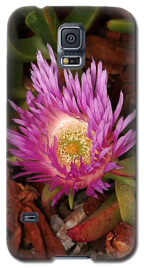 Flower Galaxy S5 Case featuring the photograph Ice Plant San Diego by Wesley Elsberry