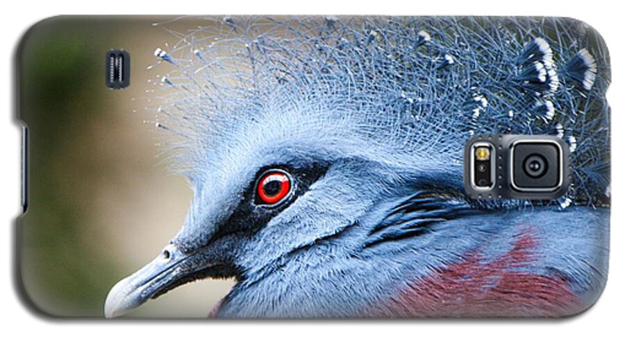 Pigeon Galaxy S5 Case featuring the photograph Illustrious by Heather King
