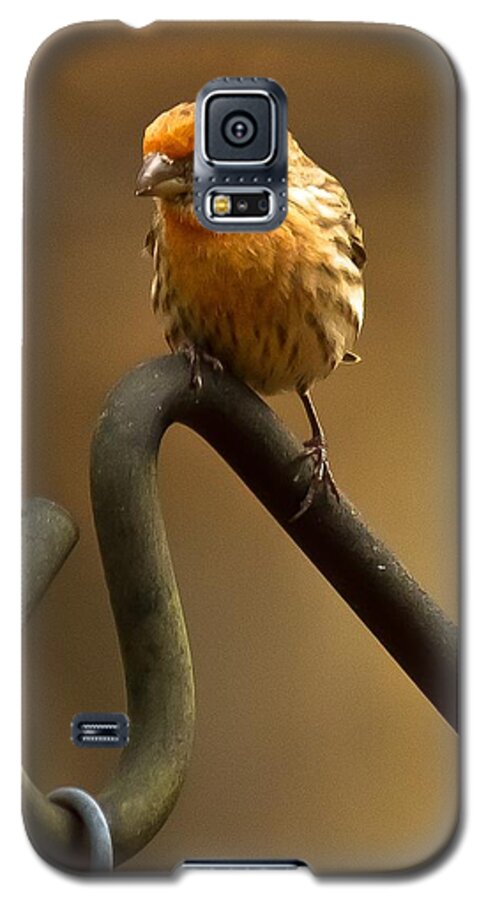 Purple Finch Galaxy S5 Case featuring the photograph I'm Orange by Robert L Jackson