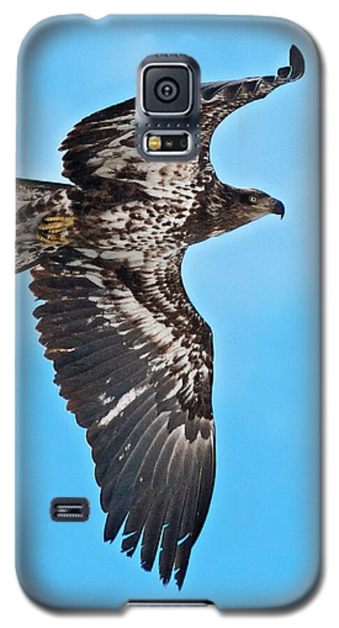 Immature Bald Eagle Galaxy S5 Case featuring the photograph Immature Bald Eagle by Stephen Johnson