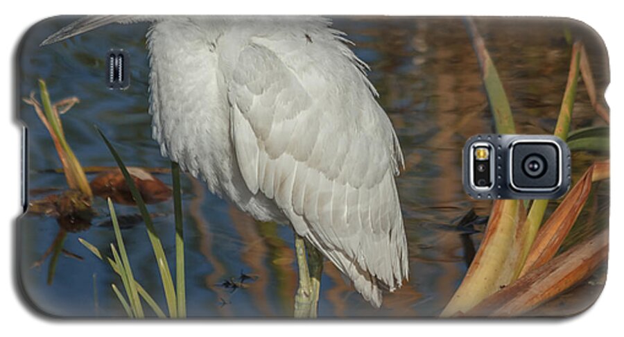 Florida Galaxy S5 Case featuring the photograph Immature little blue heron by Jane Luxton
