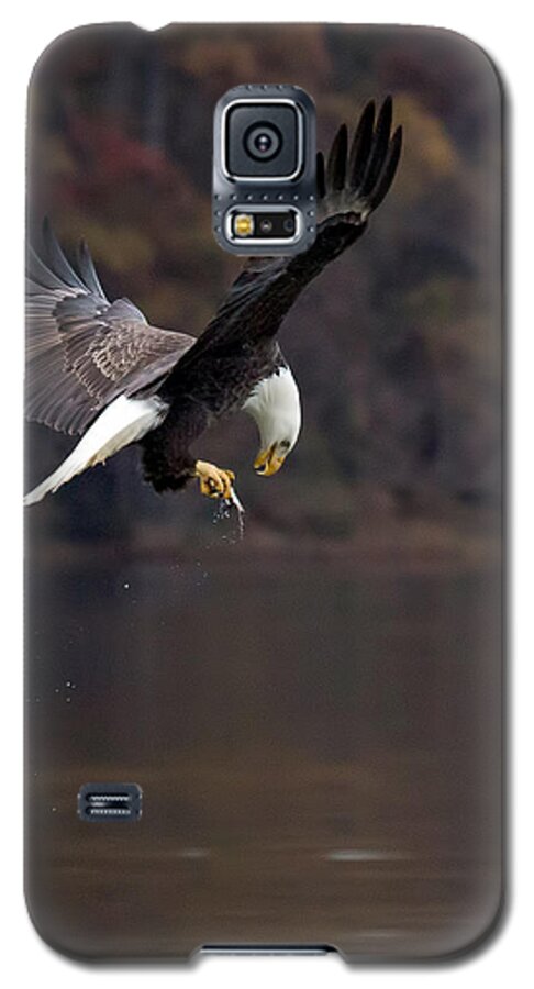 Eagle Galaxy S5 Case featuring the photograph In Flight Snack by Alan Raasch