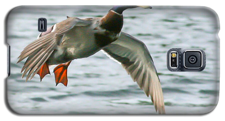 Duck Galaxy S5 Case featuring the photograph In For A Landing by Jeff Mize