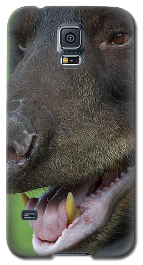 Nature Galaxy S5 Case featuring the photograph In Need Of Some Pepsodent by Gerry Sibell