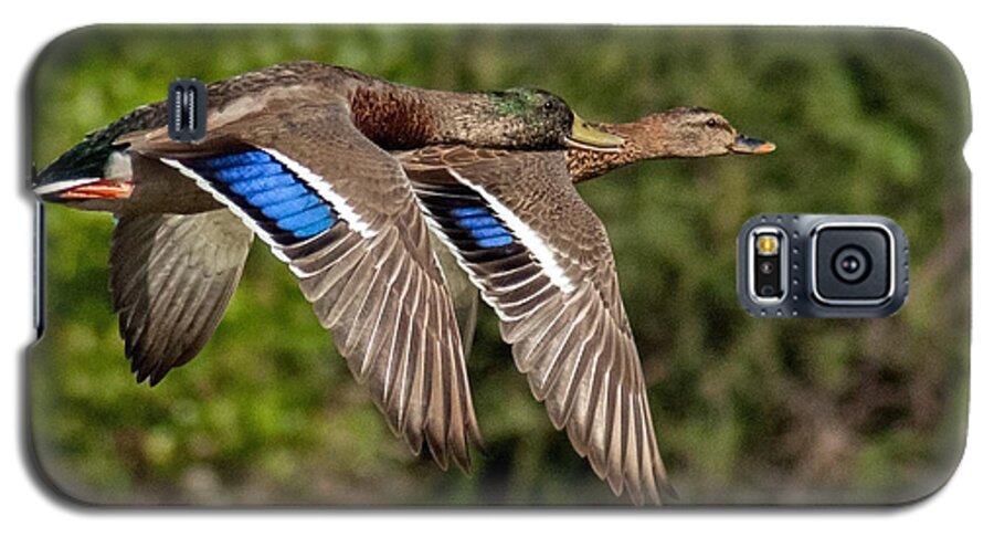 Ducks Flight Galaxy S5 Case featuring the photograph In Tandem by Tam Ryan