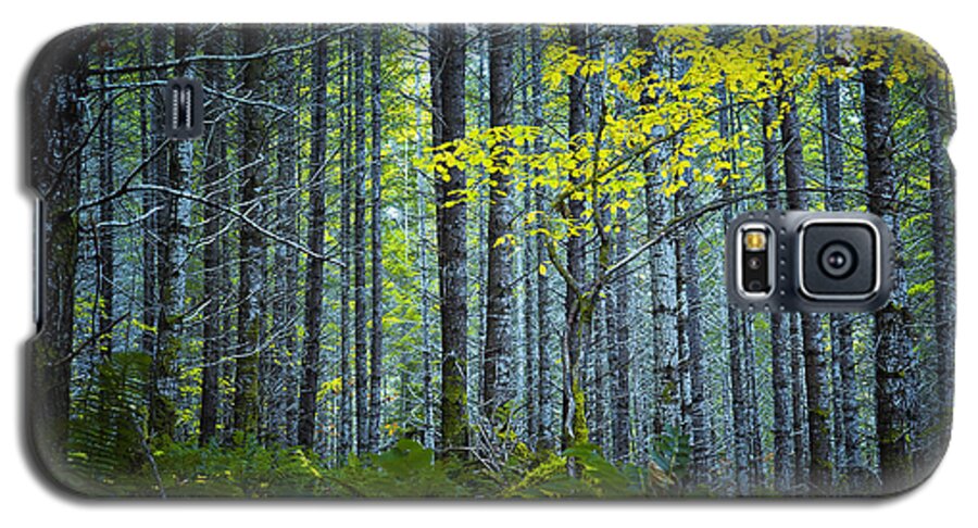 Woods Galaxy S5 Case featuring the photograph In the Woods by Belinda Greb